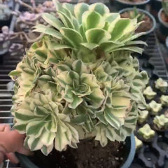200mm Aeonium ‘Gorgeous Bloom’ Cluster, Variegated Succulent