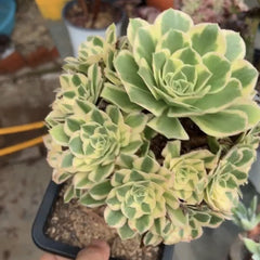 200mm Aeonium ‘Gorgeous Bloom’ Cluster, Variegated Succulent