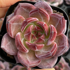 50mm Echeveria Daredevil Single, Rare and Live Succulent