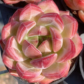 50mm Echeveria Daredevil Single, Rare and Live Succulent