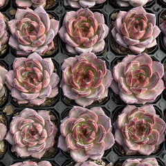 50mm Echeveria Daredevil Single, Rare and Live Succulent