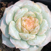 60mm Echeveria Fairyland Single, Rare and Live Succulent