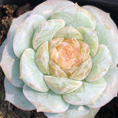 60mm Echeveria Fairyland Single, Rare and Live Succulent