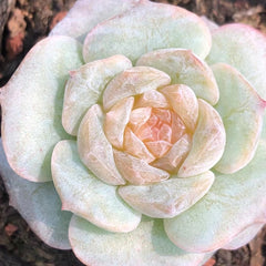 60mm Echeveria Fairyland Single, Rare and Live Succulent