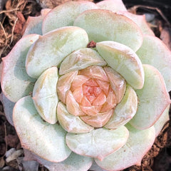 60mm Echeveria Fairyland Single, Rare and Live Succulent