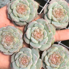 60mm Echeveria Fairyland Single, Rare and Live Succulent