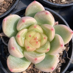 60mm Echeveria ‘Sunny Jenny’ Single, Rare and Live Succulent