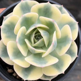 90mm Echeveria Secunda var. Glauca Variegated Single, Rare and Live Succulent