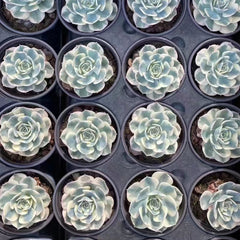 90mm Echeveria Secunda var. Glauca Variegated Single, Rare and Live Succulent