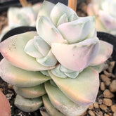 60mm Crassula Moonglow Variegated Single, Rare and Live Succulent
