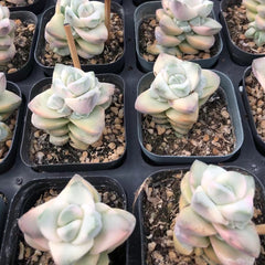 60mm Crassula Moonglow Variegated Single, Rare and Live Succulent