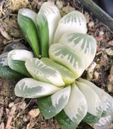 65mm Haworthia Truncata Variegated Single, Rare and Live Succulent