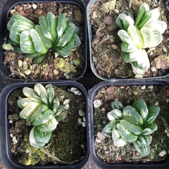 65mm Haworthia Truncata Variegated Single, Rare and Live Succulent