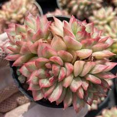 50mm Eceveria Mabina Variegated Cluster, Rare and Live Succulent
