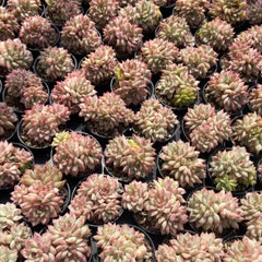 50mm Eceveria Mabina Variegated Cluster, Rare and Live Succulent