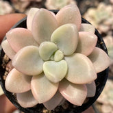 50mm Graptopetalum sp ‘Ellen’ Variegated Single, Rare and Live Succulent