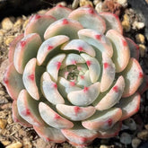 65mm Echeveria Minima Variegated Single, Rare and Live Succulent