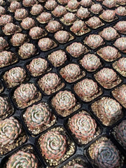 65mm Echeveria Minima Variegated Single, Rare and Live Succulent