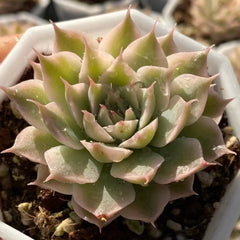 65mm X Graptoveria ‘Margarete Reppin' Variegated Single, Rare and Live Succulent