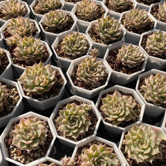 65mm X Graptoveria ‘Margarete Reppin' Variegated Single, Rare and Live Succulent