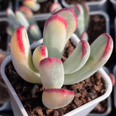 60mm Cotyledon Orbiculata cv. Long Leaf Variegated Single, Rare and Live Succulent
