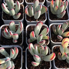 60mm Cotyledon Orbiculata cv. Long Leaf Variegated Single, Rare and Live Succulent