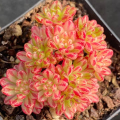 65mm Variegated Aeonium × ‘loartei Tavorm’ Cluster, Rare and Live Succulent