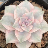 90mm Graptopetalum ‘Purple Delight' Variegated Single, Rare and Live Succulent