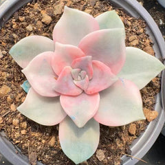 90mm Graptopetalum ‘Purple Delight' Variegated Single, Rare and Live Succulent