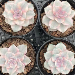 90mm Graptopetalum ‘Purple Delight' Variegated Single, Rare and Live Succulent