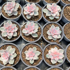 90mm Graptopetalum ‘Purple Delight' Variegated Single, Rare and Live Succulent