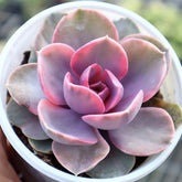 90mm Echeveria Rainbow Single, Variegated Succulent