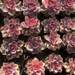 90mm Echeveria Rainbow Single, Variegated Succulent