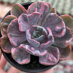 90mm Echeveria ‘Beyonce Rainbow’ Single, Variegated Succulent
