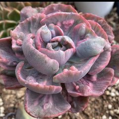 90mm Echeveria ‘Beyonce Rainbow’ Single, Variegated Succulent