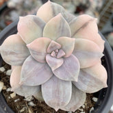 90mm Graptopetalum Superbum Variegated Single, Rare and Live Succulent