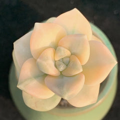 60mm Pachyphytum 'Apricot Beauty' Variegated Single, Rare and Live Succulent