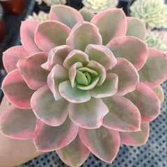 90mm Echeveria ‘Pink Valar’ Variegated Single, Rare and Live Succulent