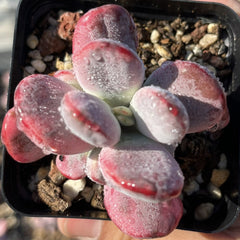 60mm Cotyledon Orbiculata cv.Variegated Single, Rare and Live Succulent