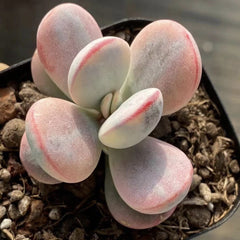 60mm Cotyledon Orbiculata cv.Variegated Single, Rare and Live Succulent