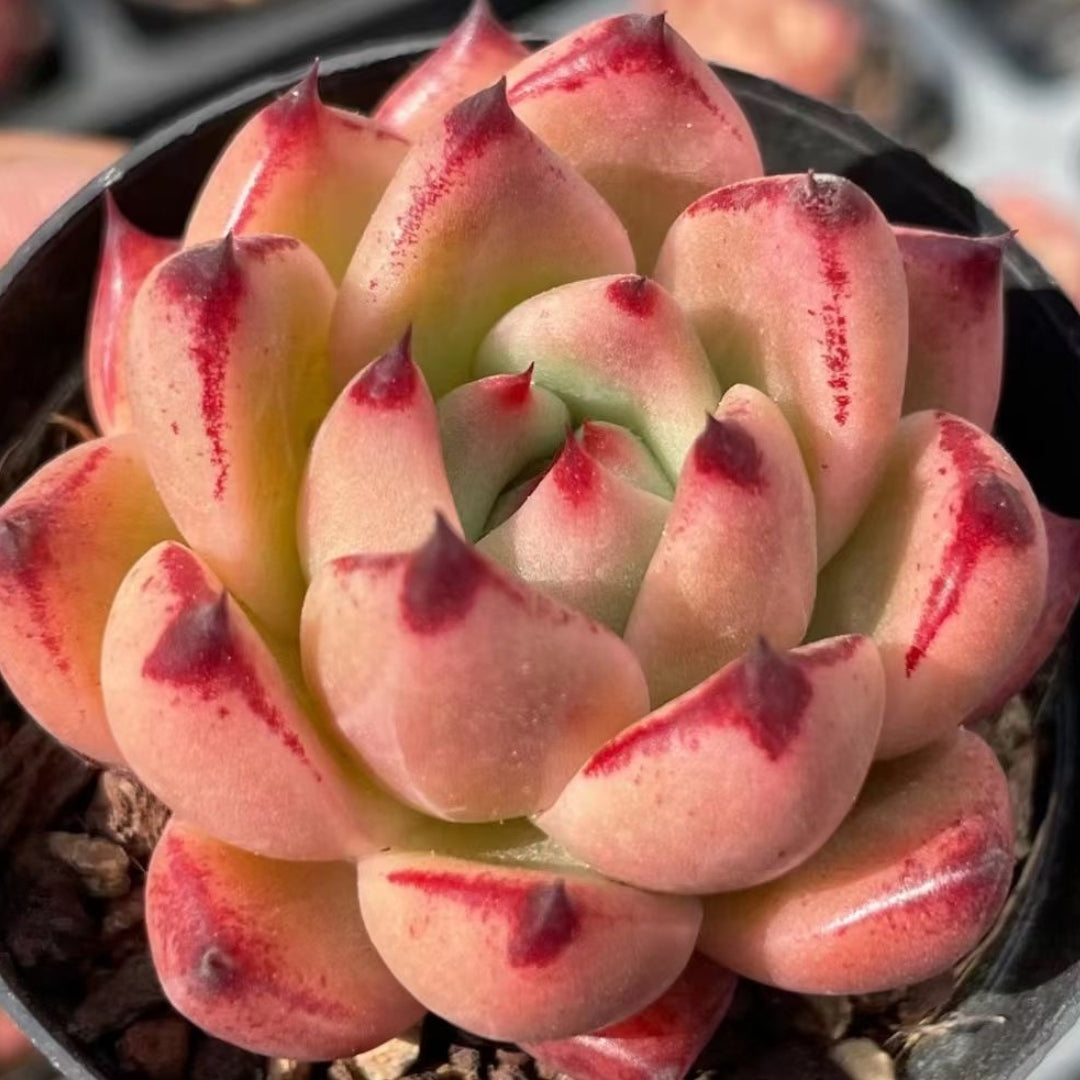 pink and white succulent 60mm Echeveria 'Honey Pink' Single, Rare and Live Succulent – FM succulent