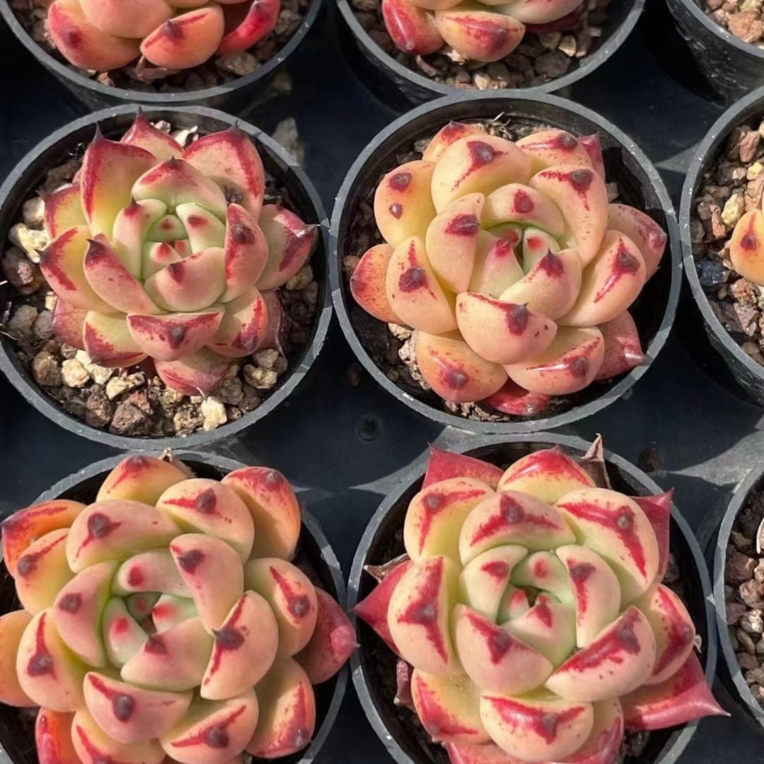 yellow and pink succulent 60mm Echeveria 'Honey Pink' Single, Rare and Live Succulent