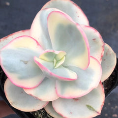 90mm Echeveria ‘Suyon’ Variegated Single, Rare and Live Succulent