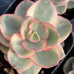 90mm Echeveria ‘Suyon’ Variegated Single, Rare and Live Succulent