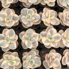 90mm Echeveria ‘Suyon’ Variegated Single, Rare and Live Succulent
