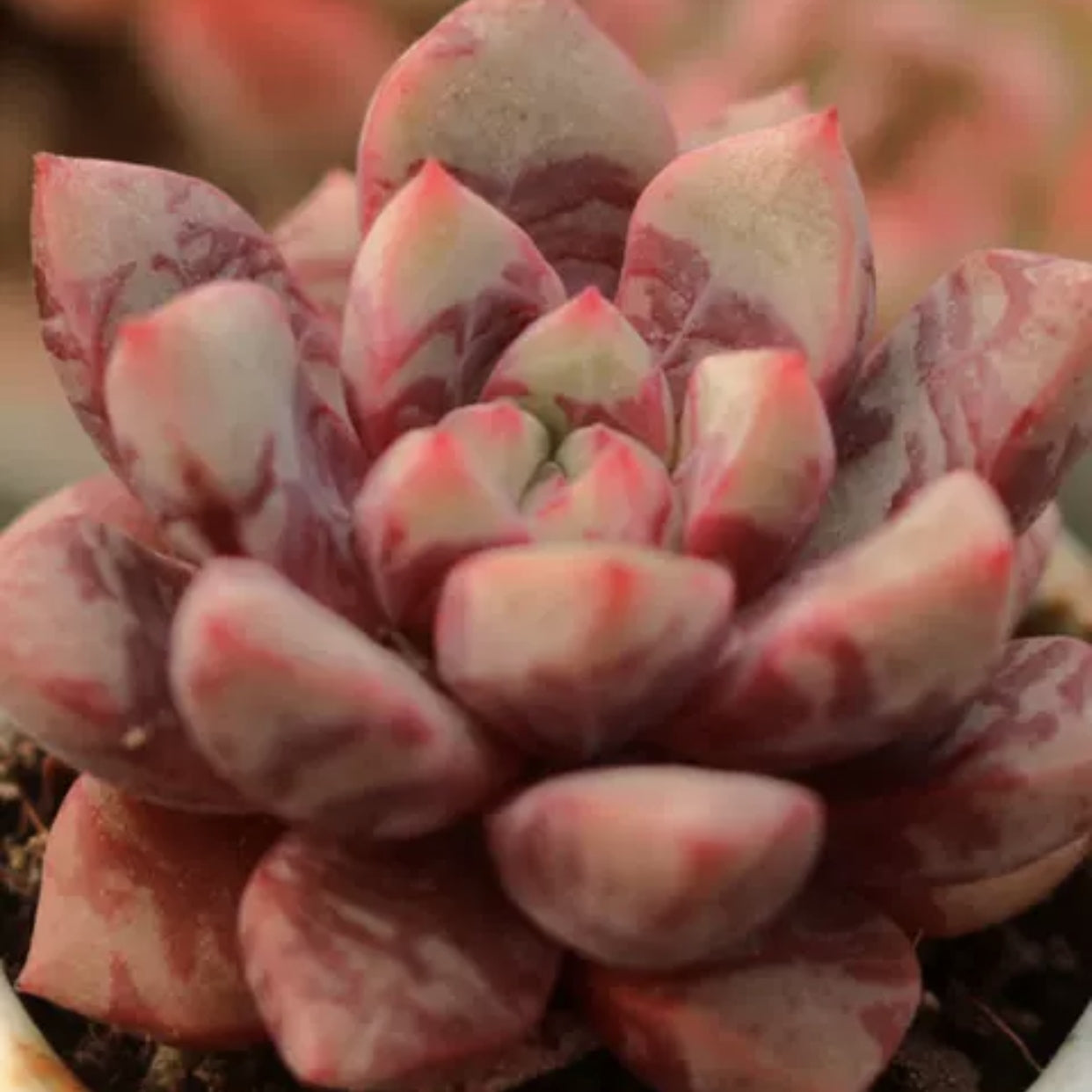 blood succulents 60mm Echeveria 'Bloody' Single, Rare and Live Succulent – FM succulent