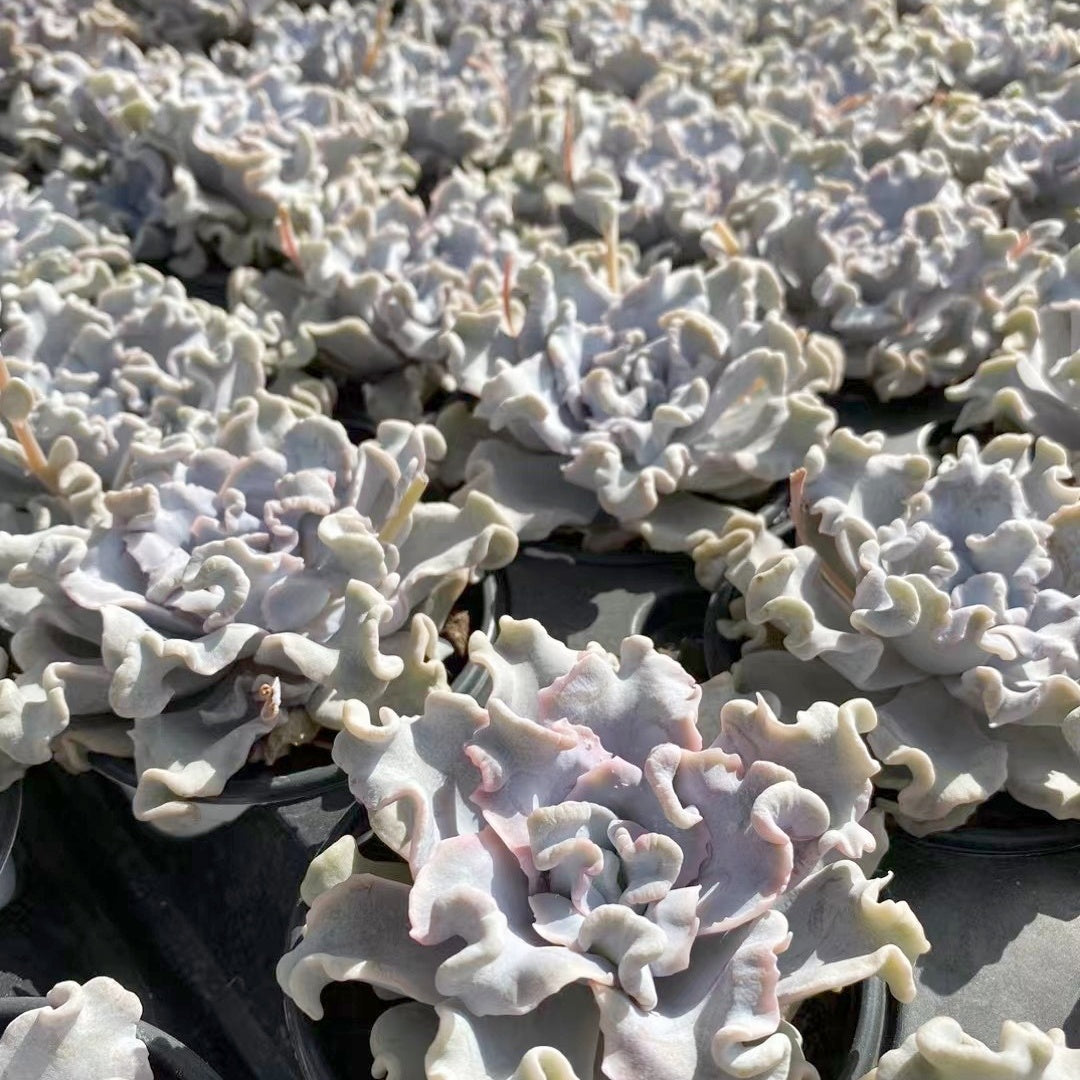 90mm Echeveria 'Crispate Beauty' Single, Rare and Live Succulent