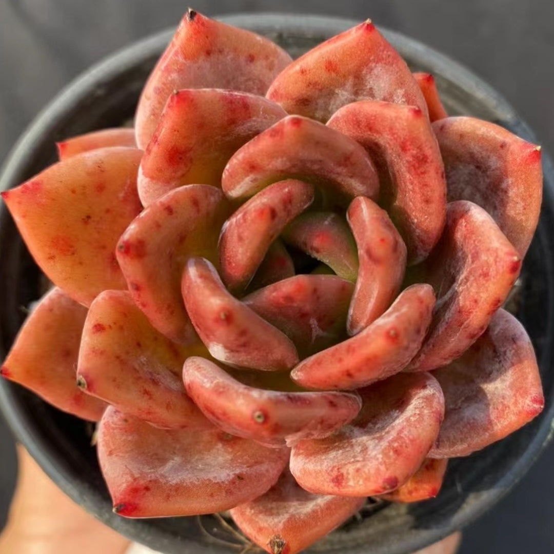 champagne succulent 90mm Echeveria 'Purple Champagne' Single, Rare and Live Succulent