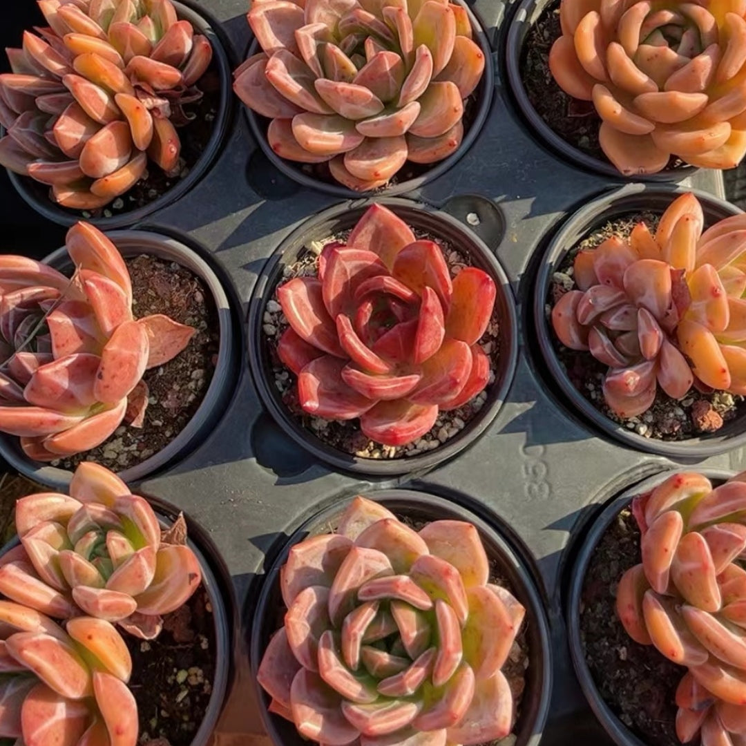 pink purple succulent 90mm Echeveria 'Purple Champagne' Single, Rare and Live Succulent – FM succulent