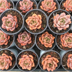 champagne succulent 90mm Echeveria 'Purple Champagne' Single, Rare and Live Succulent – FM  succulent